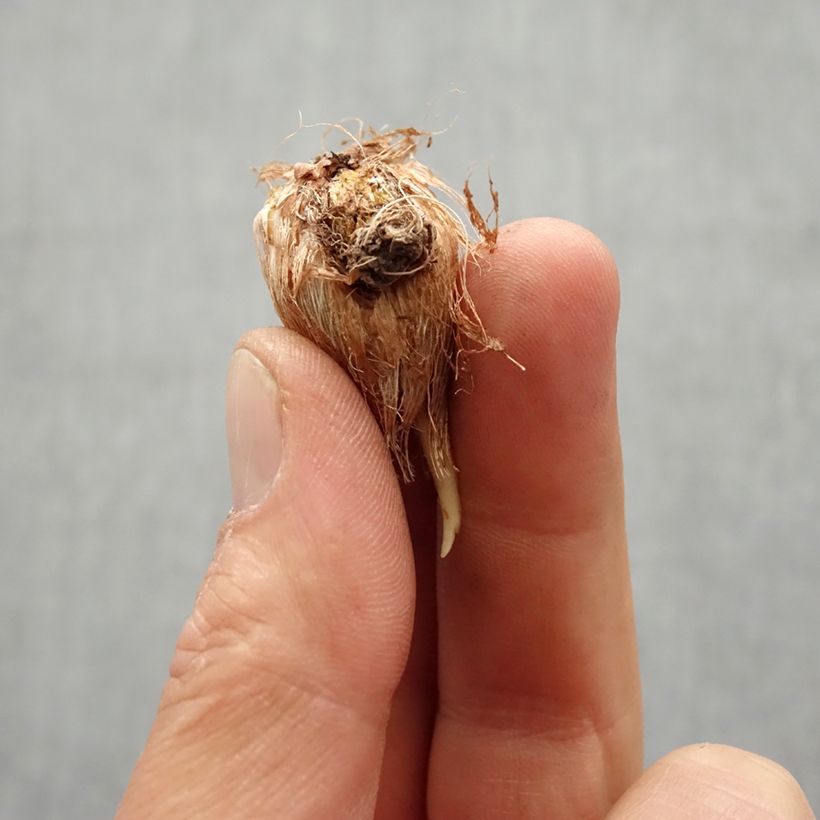 Example of Freesia simple jaune Bulbe calibre 6+ as you get in printemps