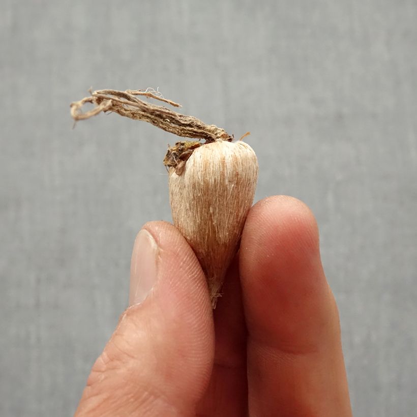 Example of Freesia simple Orange - Muguet du Cap Bulbe calibre 5+ as you get in printemps