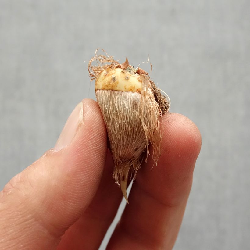 Spécimen de Freesia simple rouge - Muguet du Cap Bulbe calibre 5+ tel que livré au printemps