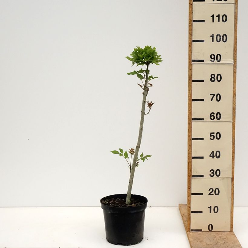 Example of Frêne nain - Fraxinus excelsior Abiona Pot de 7,5L/10L, Tige as you get in printemps