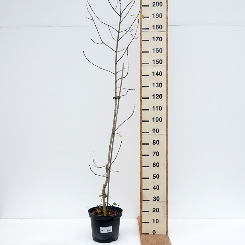 Spécimen de Frêne panaché - Fraxinus angustifolia Variegata. Pot de 12L/15L tel que livré en automne