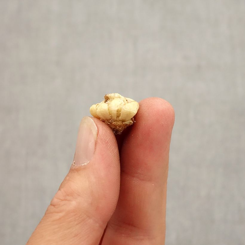 Spécimen de Fritillaire camschatcensis - Lys du Kamtchatka Bulbe calibre 6+ tel que livré en automne