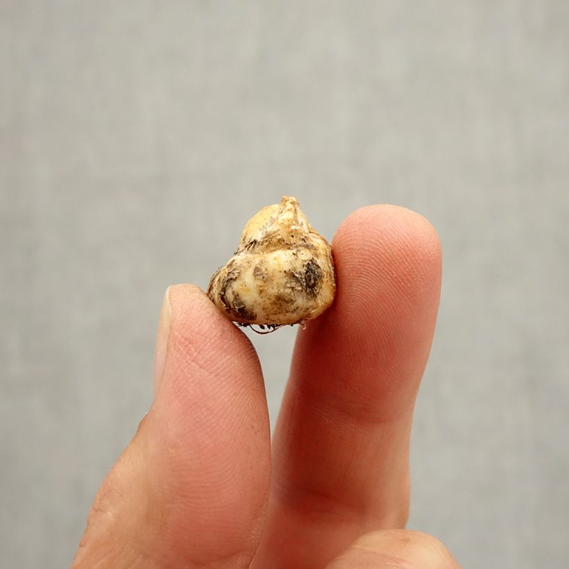 Spécimen de Fritillaire - Fritillaria reuteri Bulbe calibre I tel que livré en automne