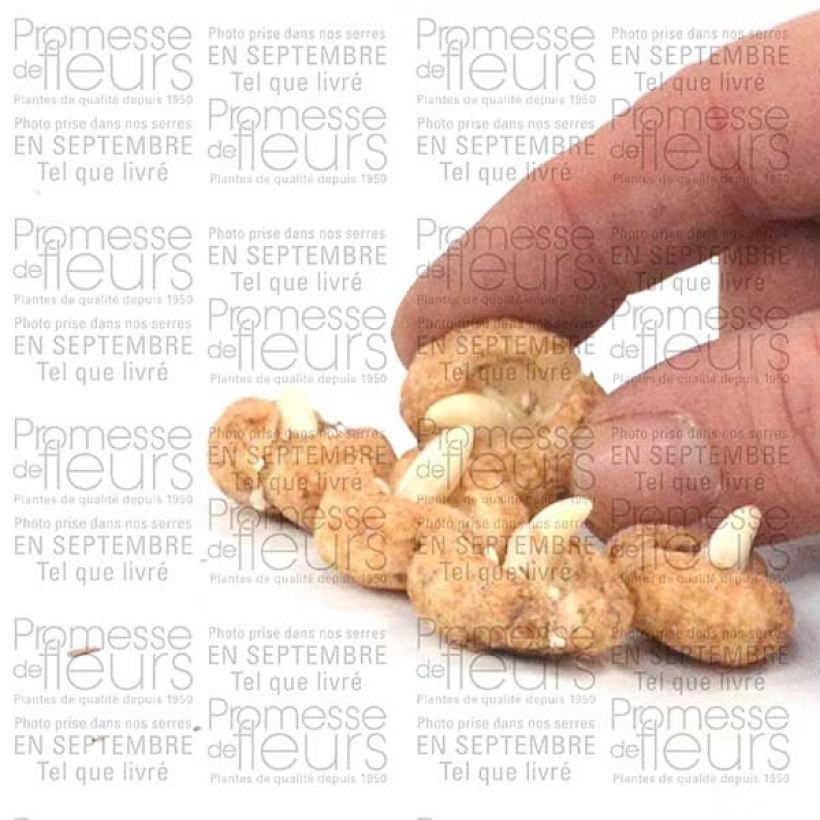 Exemple de spécimen de Fritillaire hermonis ssp. amana Bulbe calibre I tel que livré