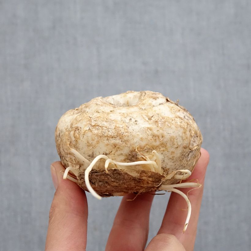 Spécimen de Fritillaire imperialis Aureomarginata - Couronne impériale Bulbe calibre I tel que livré en automne