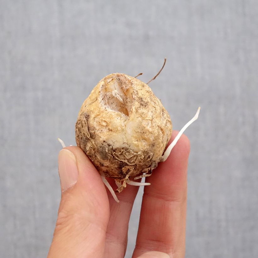 Spécimen de Fritillaire imperialis Bach - Couronne impériale Bulbe calibre 14+ tel que livré en automne