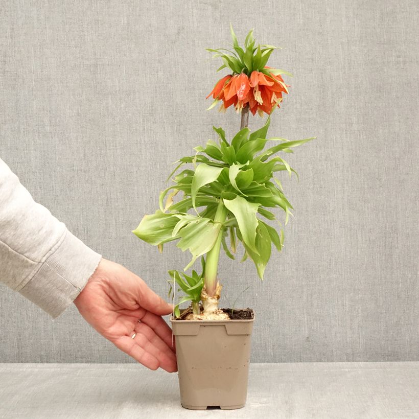 Spécimen de Fritillaire imperialis Rubra - Couronne impériale Pot de 12 cm / 13 cm calibre 24+ tel que livré au printemps