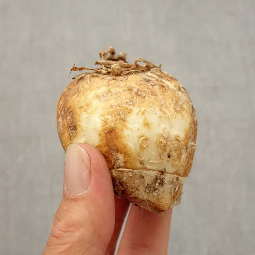 Spécimen de Fritillaire imperialis Striped Beauty - Couronne impériale Bulbe calibre 20/24 tel que livré en automne