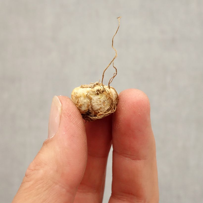 Spécimen de Fritillaire michailovskyi Bulbe calibre 5+ tel que livré en automne