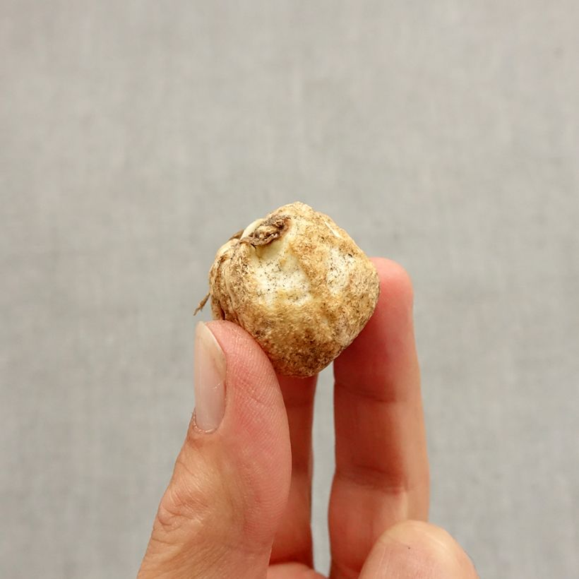 Spécimen de Fritillaire pallidiflora - Fritillaire à fleurs pâles Bulbe calibre I tel que livré en automne