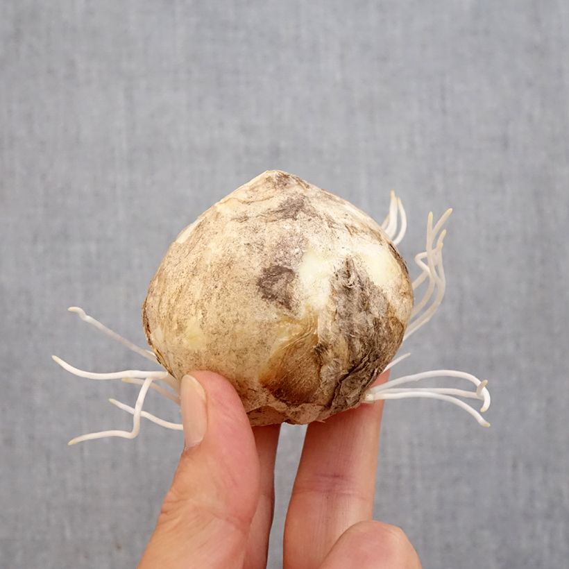 Spécimen de Fritillaire persica Bicolor Magic Bells Bulbe calibre 18/20 tel que livré en automne