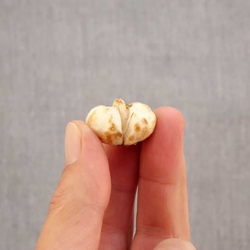 Spécimen de Fritillaire pintade - Fritillaria meleagris  Bulbe size 6+ tel que livré en automne