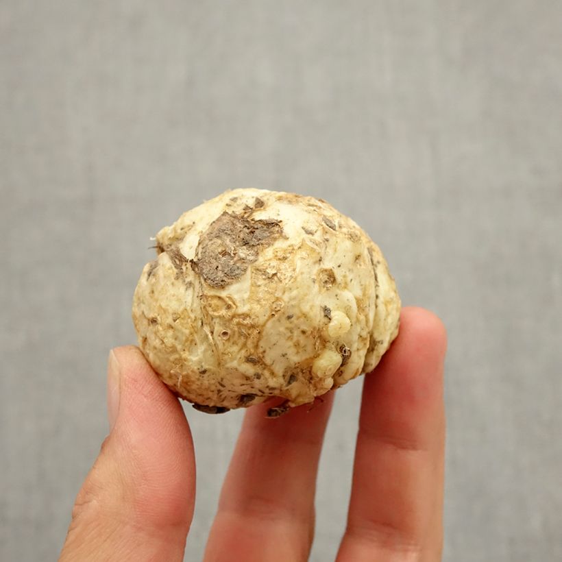 Spécimen de Fritillaire sewerzowii* ou Korolkowia sewerzowii Bulbe calibre I tel que livré en automne