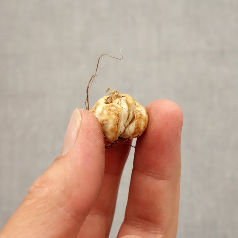 Spécimen de Fritillaire thunbergii - Zhe bei mu  Bulbe calibre 5+ tel que livré en automne