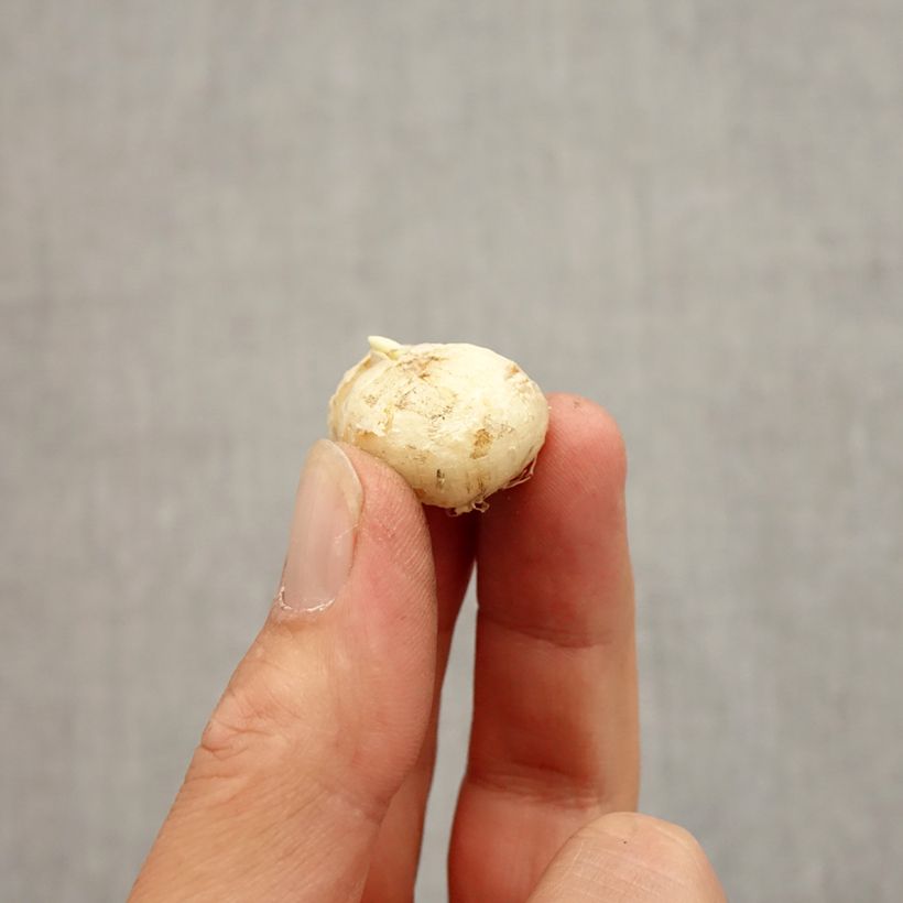 Spécimen de Fritillaire uva-vulpis Bulbe size 7+ tel que livré en automne