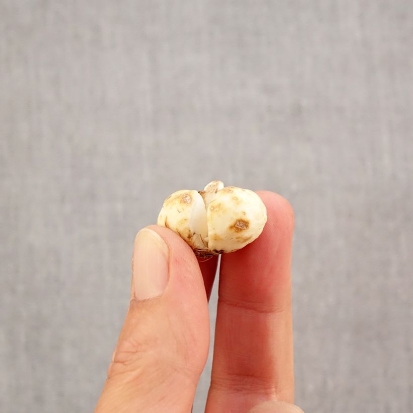 Spécimen de Fritillaria bucharica Bulbe calibre 6+ tel que livré en automne