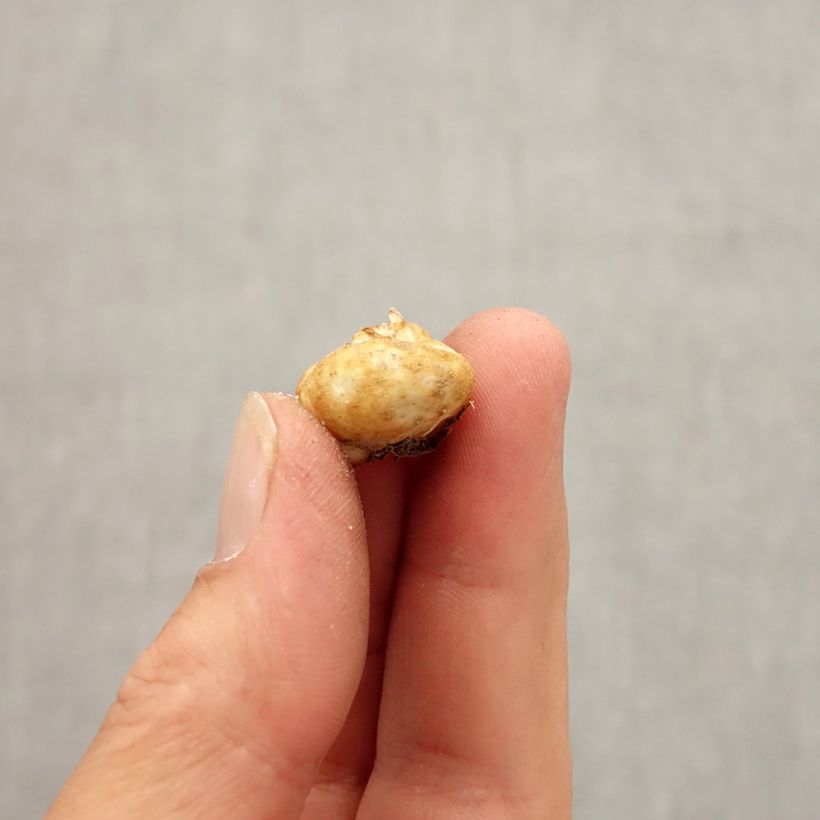 Spécimen de Fritillaria elwesii - Fritillaire botanique Bulbe calibre 5+ tel que livré en automne