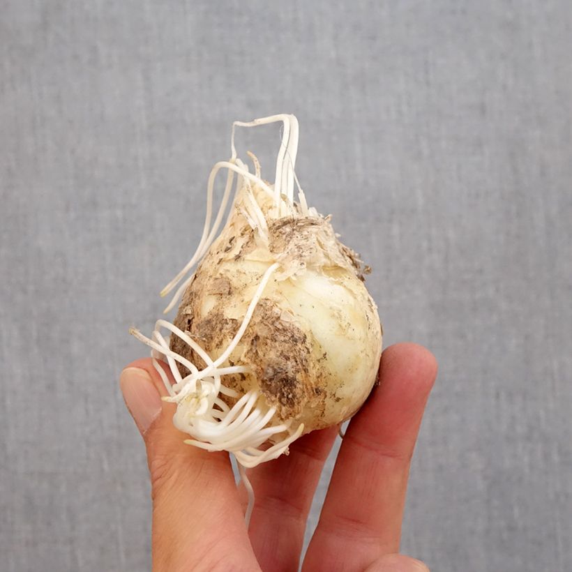 Spécimen de Fritillaria persica - Fritillaire de Perse Bulbe calibre 20+ tel que livré en automne