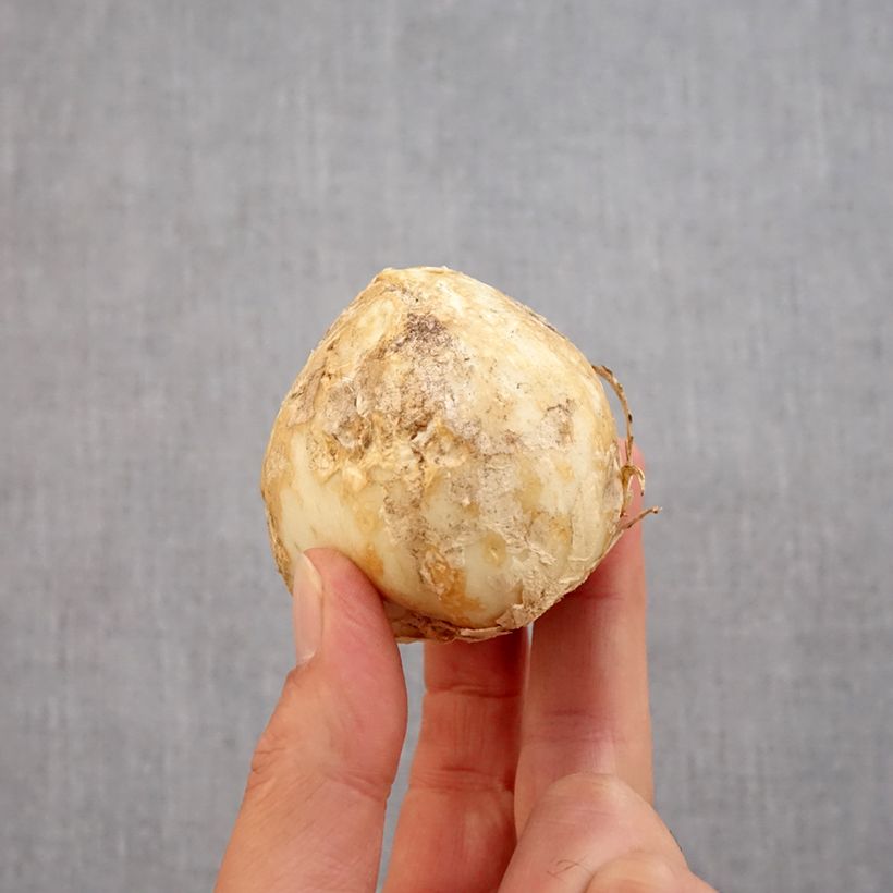 Spécimen de Fritillaria persica Green Dreams - Fritillaire de Perse Bulbe calibre 20+ tel que livré en automne