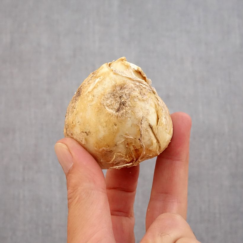 Spécimen de Fritillaria persica Purple Dynamite - Fritillaire de Perse  Bulbe calibre 20+ tel que livré en automne