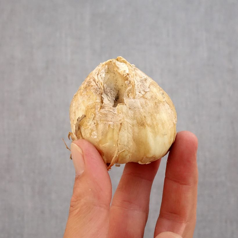 Spécimen de Fritillaria persica Twintowers Tribute - Fritillaire de Perse Bulbe calibre 20+ tel que livré en automne