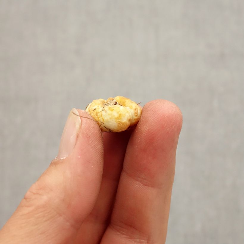 Spécimen de Fritillaria pontica - Fritillaire botanique Bulbe calibre 5+ tel que livré en automne