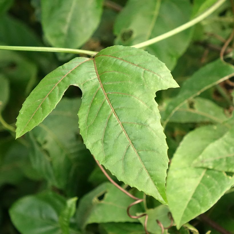 Fruit de la Passion jaune - Passiflora edulis f. flavicarpa (Foliage)