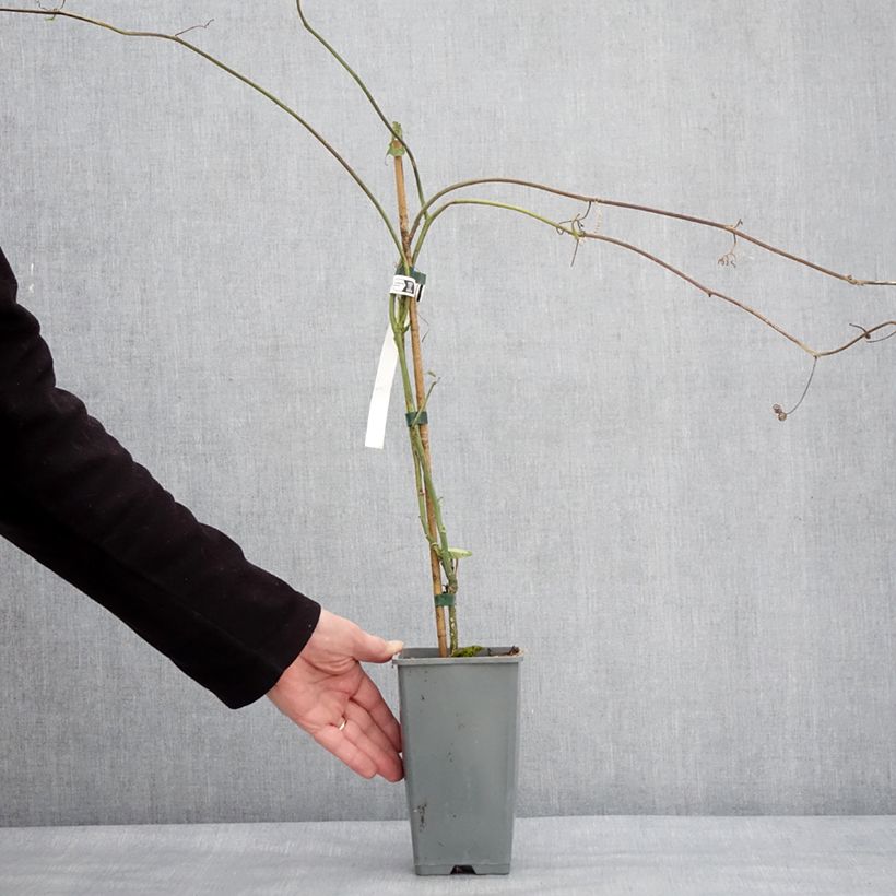 Example of Fruit de la Passion jaune - Passiflora edulis f. flavicarpa Pot de 1,5L/2L as you get in hiver