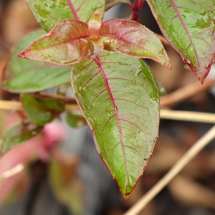 Fuchsia alpestris Grimpant (Feuillage)