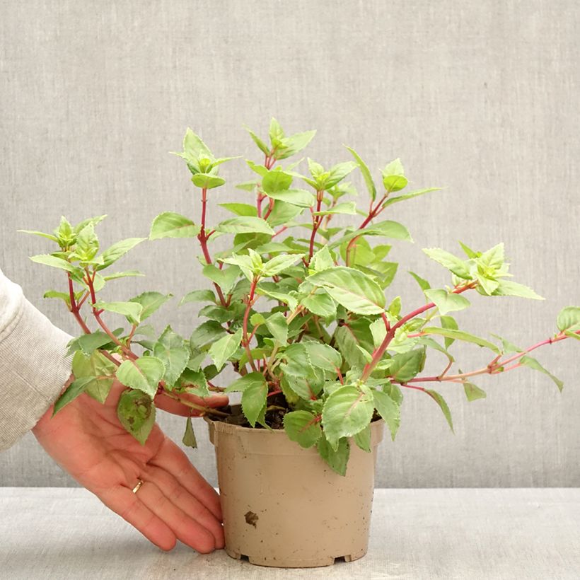 Spécimen de Fuchsia Annabel (Annabelle) Pot de 12 cm / 13 cm tel que livré au printemps