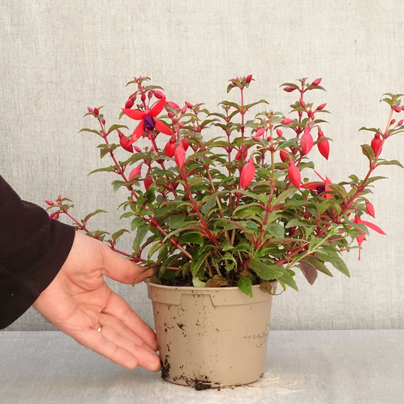Spécimen de Fuchsia Bella Sacha Pot de 12 cm / 13 cm tel que livré au printemps