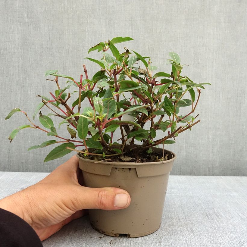 Spécimen de Fuchsia Bella Soila Pot de 12 cm / 13 cm tel que livré au printemps