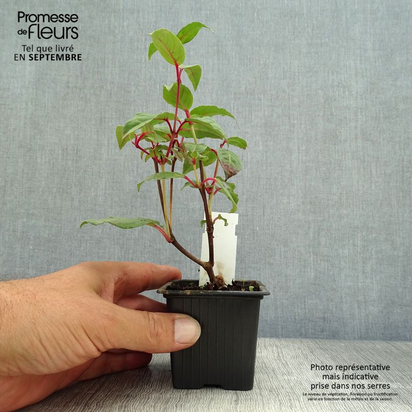 Spécimen de Fuchsia Black Princess Godet de 8/9 cm tel que livré en automne