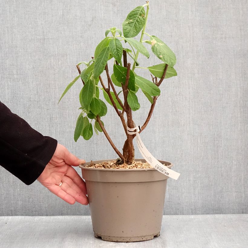 Example of Fuchsia boliviana Alba - Fuchsia de Bolivie Pot de 4L/5L as you get in hiver