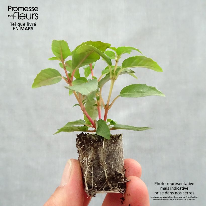 Example of Fuchsia Bush Paula Jane Mini-motte Ø 3/4 cm as you get in printemps