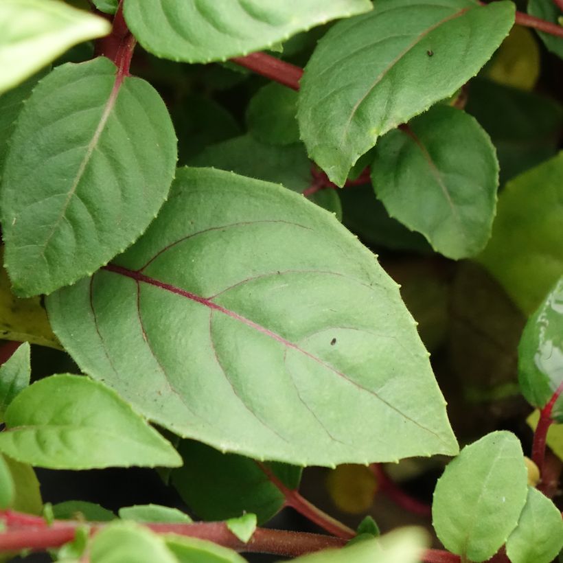 Fuchsia Bush Paula Jane (Feuillage)