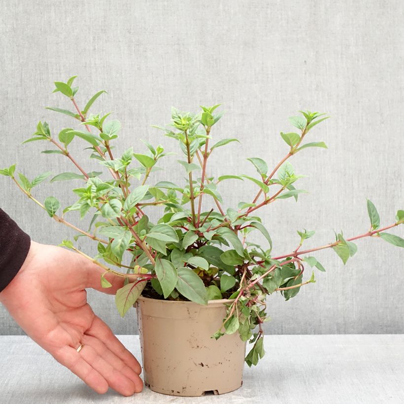 Spécimen de Fuchsia Bush Paula Jane Pot de 12 cm / 13 cm tel que livré au printemps