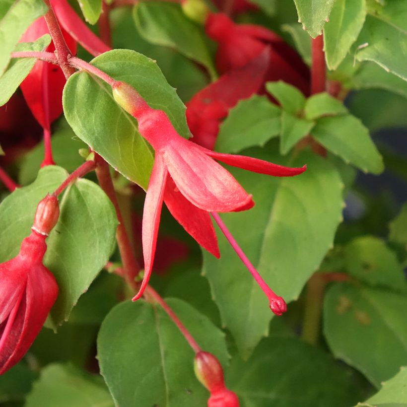Fuchsia Chilli Red (Floraison)