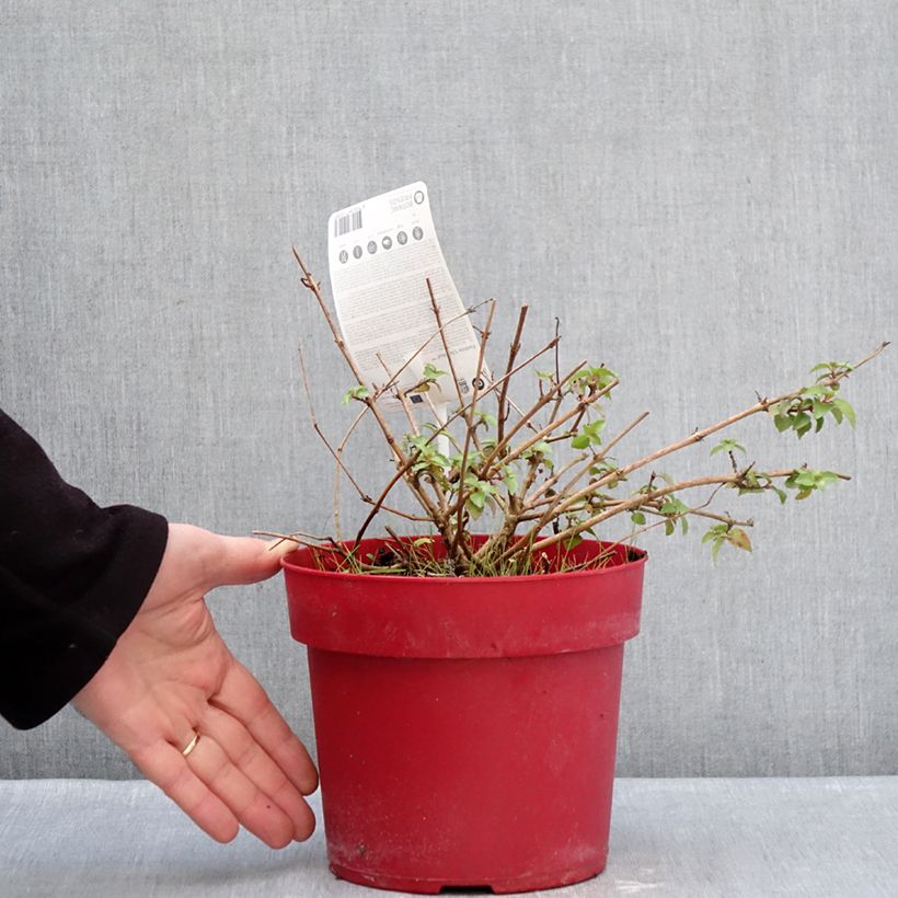 Spécimen de Fuchsia Chilli Red Pot de 3L/4L tel que livré en hiver