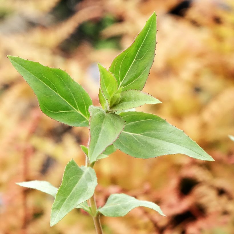 Fuchsia de Californie Dublin  - Epilobium canum (Feuillage)
