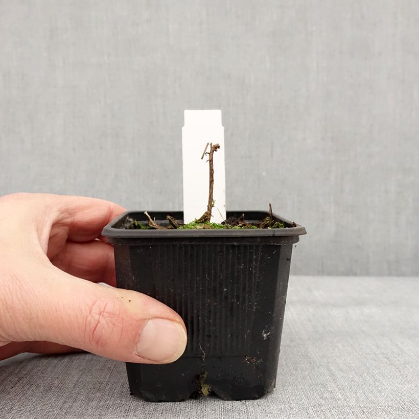 Example of Fuchsia de Californie Dublin  - Epilobium canum Godet de 8/9 cm as you get in hiver