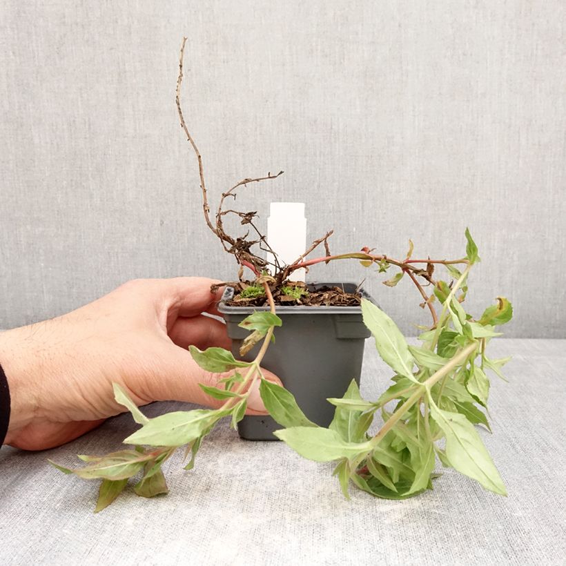 Spécimen de Fuchsia de Californie Dublin  - Epilobium canum Godet de 8/9 cm tel que livré au printemps