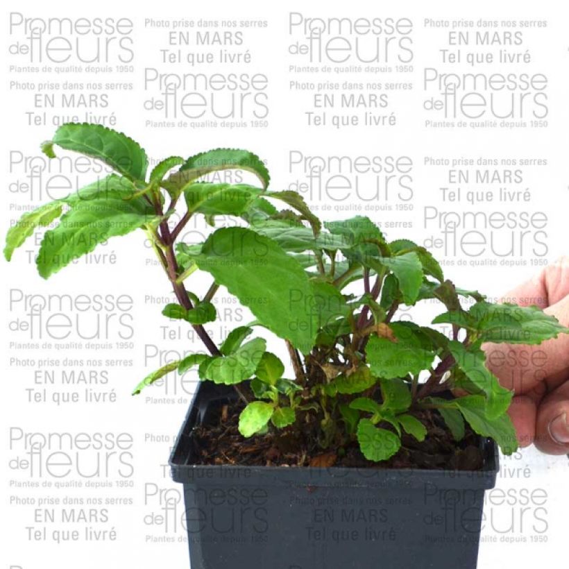 Exemple de spécimen de Fuchsia du Cap-Phygelius Funfare Wine Pot de 10 cm/11cm tel que livré