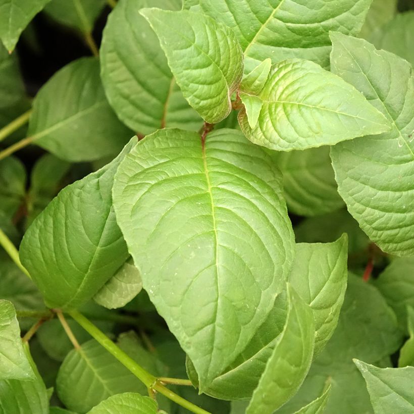 Fuchsia First Success (Feuillage)