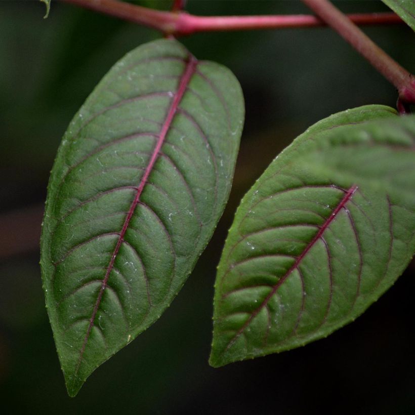 Fuchsia grimpant - Fuchsia Lady Boothby (Foliage)