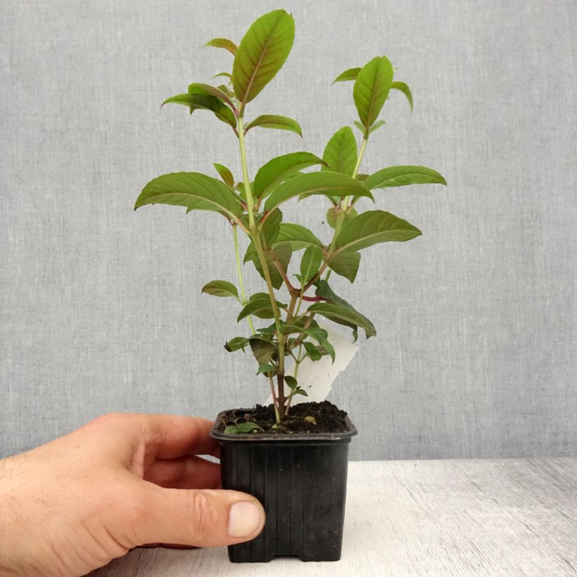 Example of Fuchsia grimpant - Fuchsia Lady Boothby Godet de 8/9 cm as you get in printemps