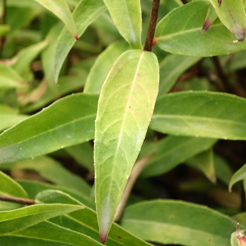 Fuchsia hatschbachii - Fuchsia de Hatschbach (Foliage)