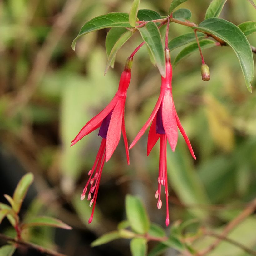 Fuchsia hatschbachii - Fuchsia de Hatschbach (Flowering)