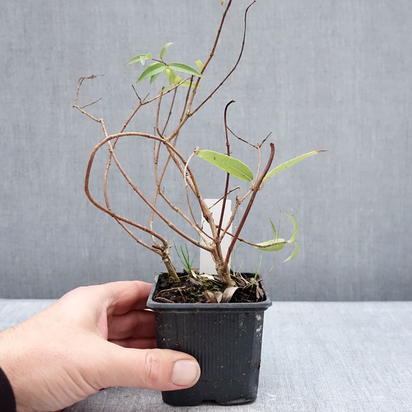 Example of Fuchsia hatschbachii - Fuchsia de Hatschbach Godet de 8/9 cm as you get in hiver