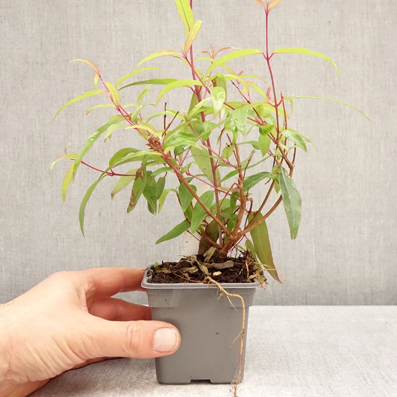 Spécimen de Fuchsia hatschbachii - Fuchsia de Hatschbach Godet de 8/9 cm tel que livré au printemps